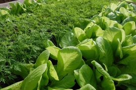 Земельный участок 13.56 сот.