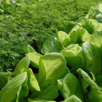 Земельный участок 13.56 сот.