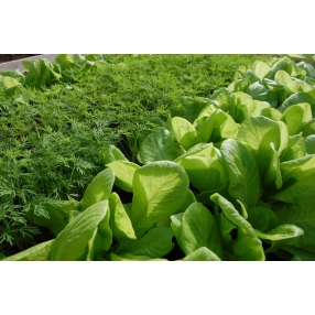 Земельный участок 13.56 сот.